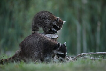 Szop pracz, szop amerykański, (Procyon lotor), raccoon © Bartosz Rakoczy