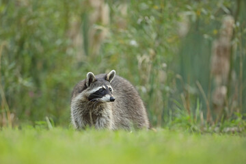 Szop pracz, szop amerykański, (Procyon lotor), raccoon © Bartosz Rakoczy