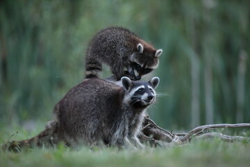 Szop pracz, szop amerykański, (Procyon lotor), raccoon © Bartosz Rakoczy