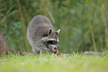 Szop pracz, szop amerykański, (Procyon lotor), raccoon © Bartosz Rakoczy