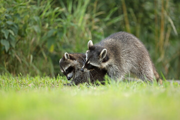 Szop pracz, szop amerykański, (Procyon lotor), raccoon © Bartosz Rakoczy