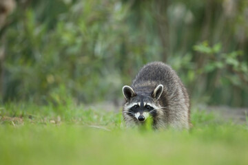Szop pracz, szop amerykański, (Procyon lotor), raccoon © Bartosz Rakoczy