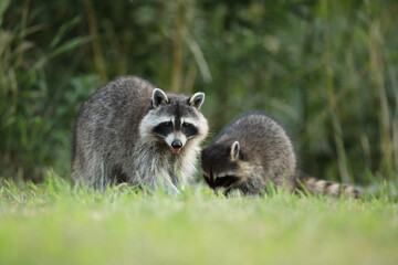 Szop pracz, szop amerykański, (Procyon lotor), raccoon © Bartosz Rakoczy