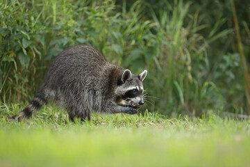 Szop pracz, szop amerykański, (Procyon lotor), raccoon © Bartosz Rakoczy