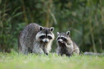 Szop pracz, szop amerykański, (Procyon lotor), raccoon © Bartosz Rakoczy