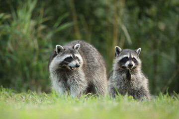 Szop pracz, szop amerykański, (Procyon lotor), raccoon © Bartosz Rakoczy