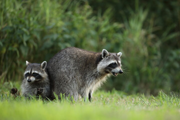 Szop pracz, szop amerykański, (Procyon lotor), raccoon © Bartosz Rakoczy