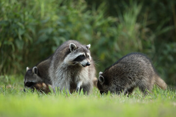 Szop pracz, szop amerykański, (Procyon lotor), raccoon