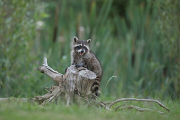 Szop pracz, szop amerykański, (Procyon lotor), raccoon © Bartosz Rakoczy