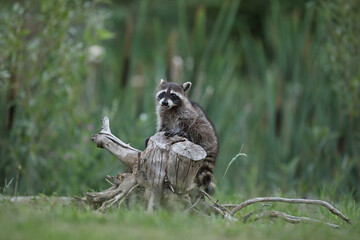 Szop pracz, szop amerykański, (Procyon lotor), raccoon © Bartosz Rakoczy