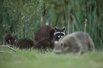Szop pracz, szop amerykański, (Procyon lotor), raccoon