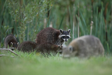 Szop pracz, szop amerykański, (Procyon lotor), raccoon © Bartosz Rakoczy