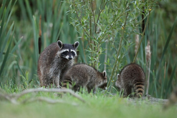 Szop pracz, szop amerykański, (Procyon lotor), raccoon © Bartosz Rakoczy