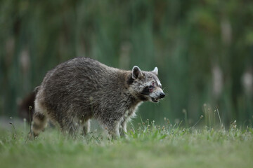 Szop pracz, szop amerykański, (Procyon lotor), raccoon © Bartosz Rakoczy