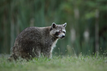 Szop pracz, szop amerykański, (Procyon lotor), raccoon