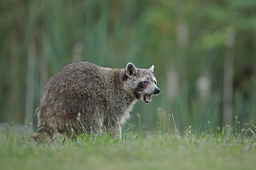 Szop pracz, szop amerykański, (Procyon lotor), raccoon © Bartosz Rakoczy