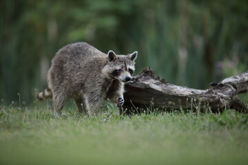 Szop pracz, szop amerykański, (Procyon lotor), raccoon © Bartosz Rakoczy