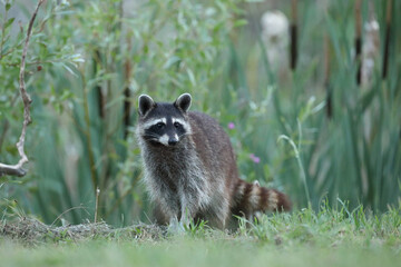 Szop pracz, szop amerykański, (Procyon lotor), raccoon © Bartosz Rakoczy