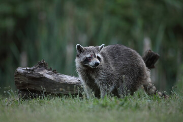 Szop pracz, szop amerykański, (Procyon lotor), raccoon © Bartosz Rakoczy