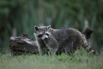 Szop pracz, szop amerykański, (Procyon lotor), raccoon © Bartosz Rakoczy