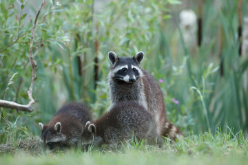 Szop pracz, szop amerykański, (Procyon lotor), raccoon © Bartosz Rakoczy