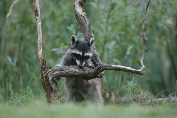 Szop pracz, szop amerykański, (Procyon lotor), raccoon © Bartosz Rakoczy