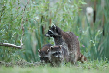 Szop pracz, szop amerykański, (Procyon lotor), raccoon © Bartosz Rakoczy