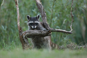 Szop pracz, szop amerykański, (Procyon lotor), raccoon © Bartosz Rakoczy
