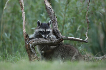 Szop pracz, szop amerykański, (Procyon lotor), raccoon © Bartosz Rakoczy