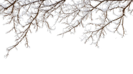 snow covered branches Isolated on white background 
