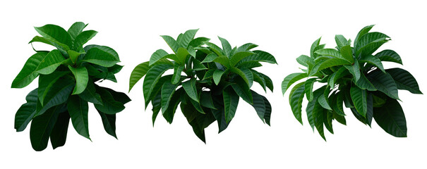 Plant leaves Green nature Tropical forest isolated on transparent background - png (photo)