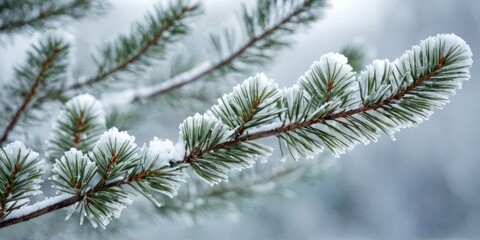 a close up of a pine branch covered in snow, its needles dusted with frost, creating a wintery and serene atmosphere 