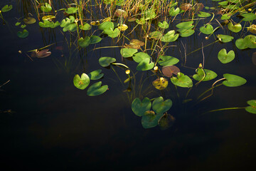 Green lily pads floating on a calm, dark pond surface under natural light, Everglades, Florida, USA
