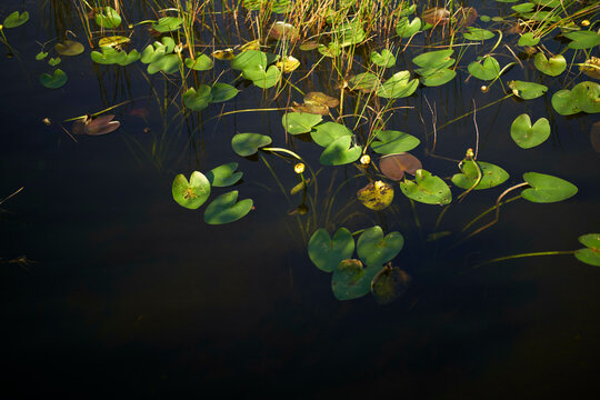 Green lily pads floating on a calm, dark pond surface under natural light, Everglades, Florida, USA