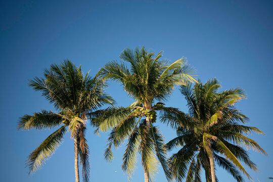 Three tall palm trees under a clear blue sky with bright sunlight, Florida Keys, USA