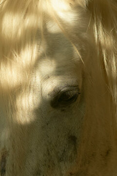 Close-up of a horse's eye and mane in soft, dappled sunlight. Israel