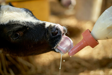 Calf drinking milk from a bottle, showcasing feeding and care in an agricultural setting. Israel