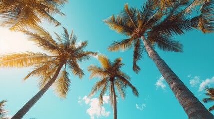 A lush canopy of tropical trees captured from below.
