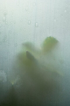 Blurred palm tree against a damp foggy glass with water droplets, Japanese Alps, Shiba Onsen