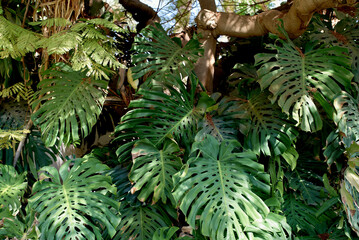 Lush green tropical leaves with sunlight filtering through the branches. Israel