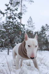 White bull terrier walks in the forest in winter