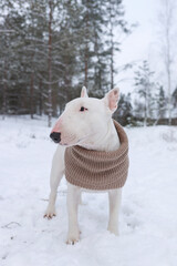 White bull terrier walks in the forest in winter