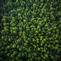 Aerial view of a dense, lush green forest canopy showcasing the beauty, diversity, and importance of thriving natural ecosystems.