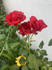 Rosas vermelhas