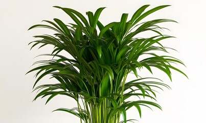 Obraz premium Lush green parlor palm plant in pot, indoors, white background, home decor
