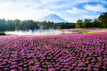 本栖ハイランドから富士山と芝桜