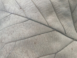 texture of leaf