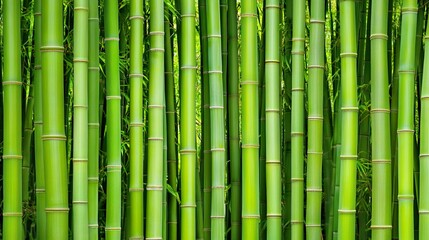 Beauty of Nature: Verdant Bamboo Forest