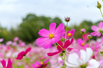 広がるコスモス畑の鮮やかな景色