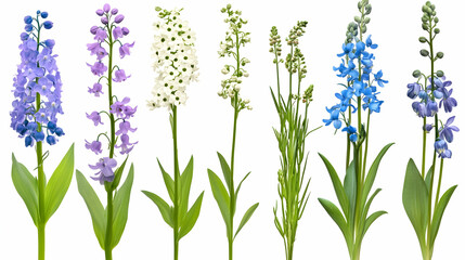 Colorful spring flowers isolated on white background. Possible use nature, education